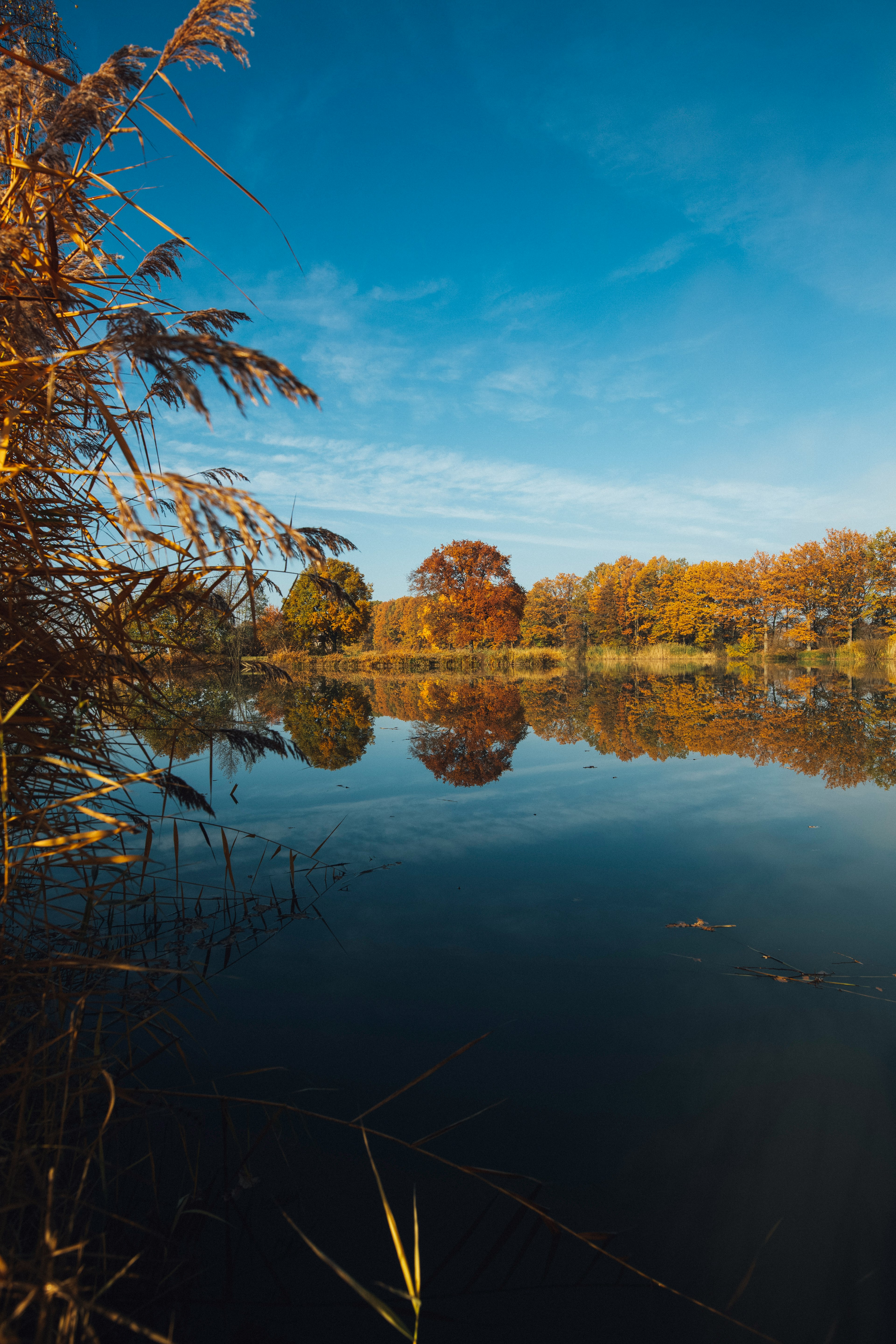 body of water across trees